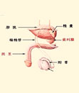 性功能障碍